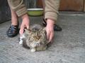 Найдена кошка